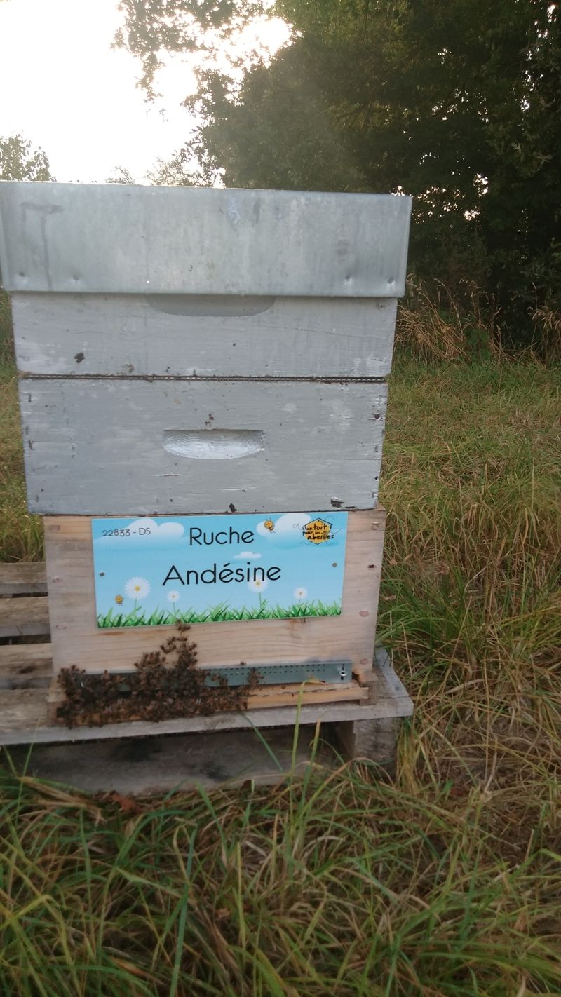 La ruche Andésine