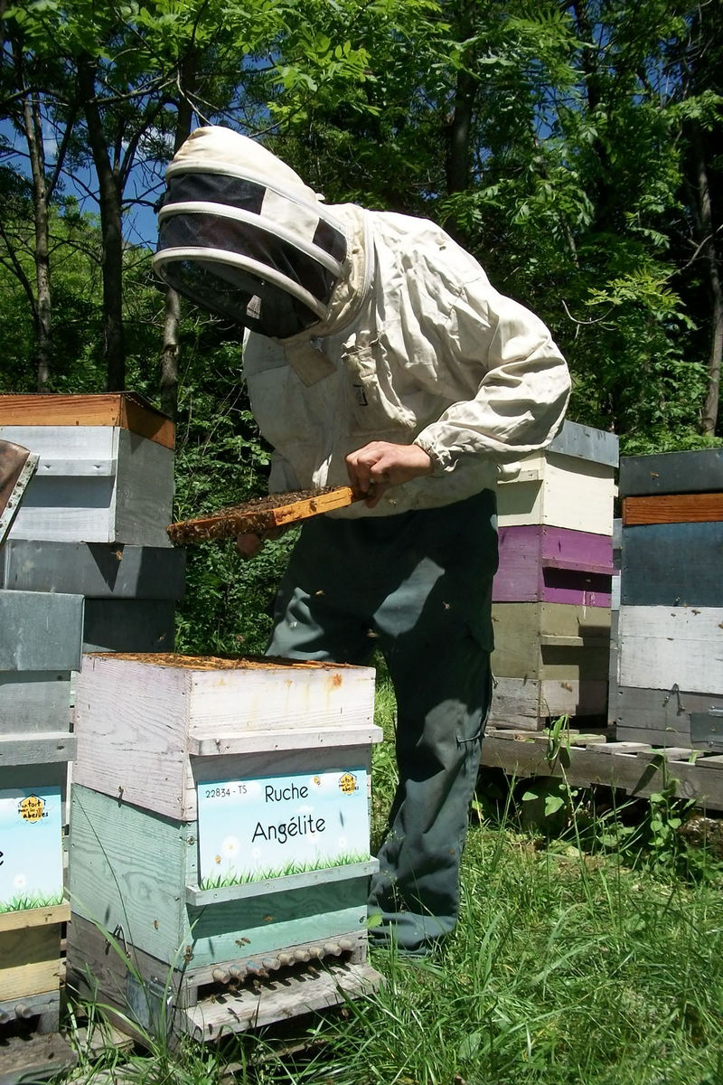 La ruche Angélite