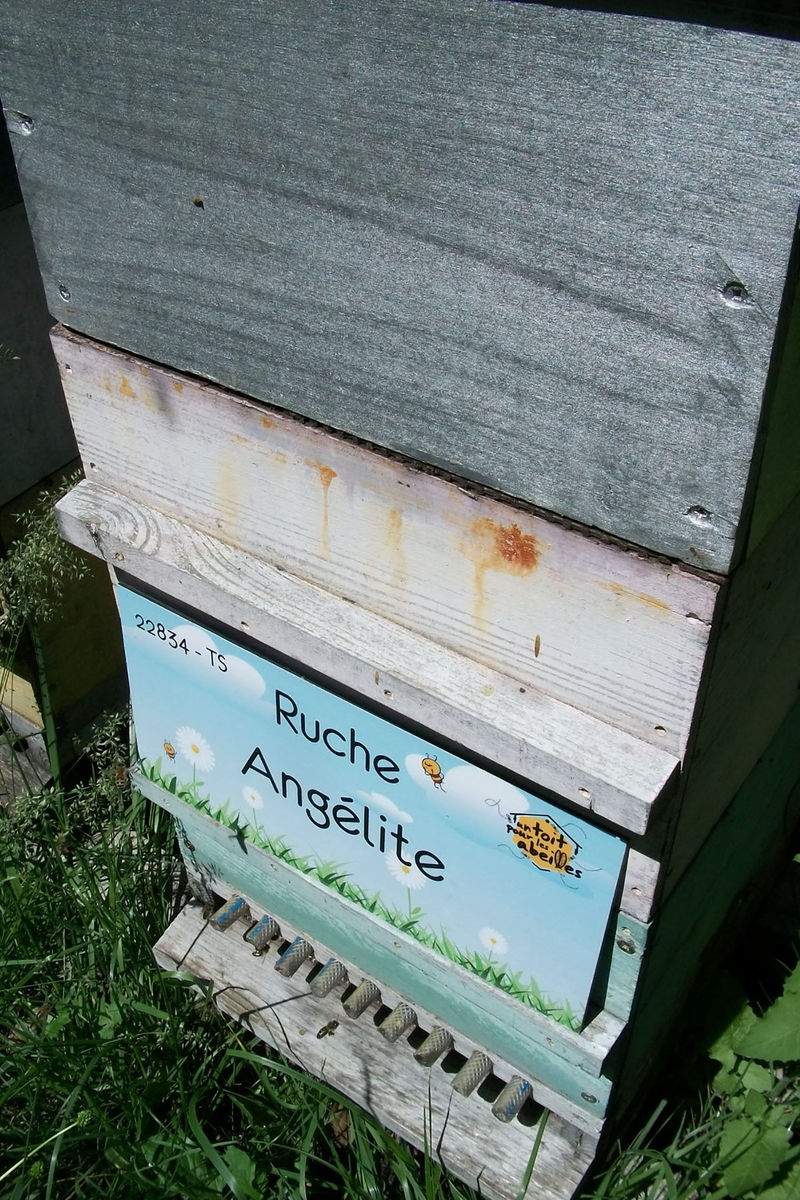 La ruche Angélite