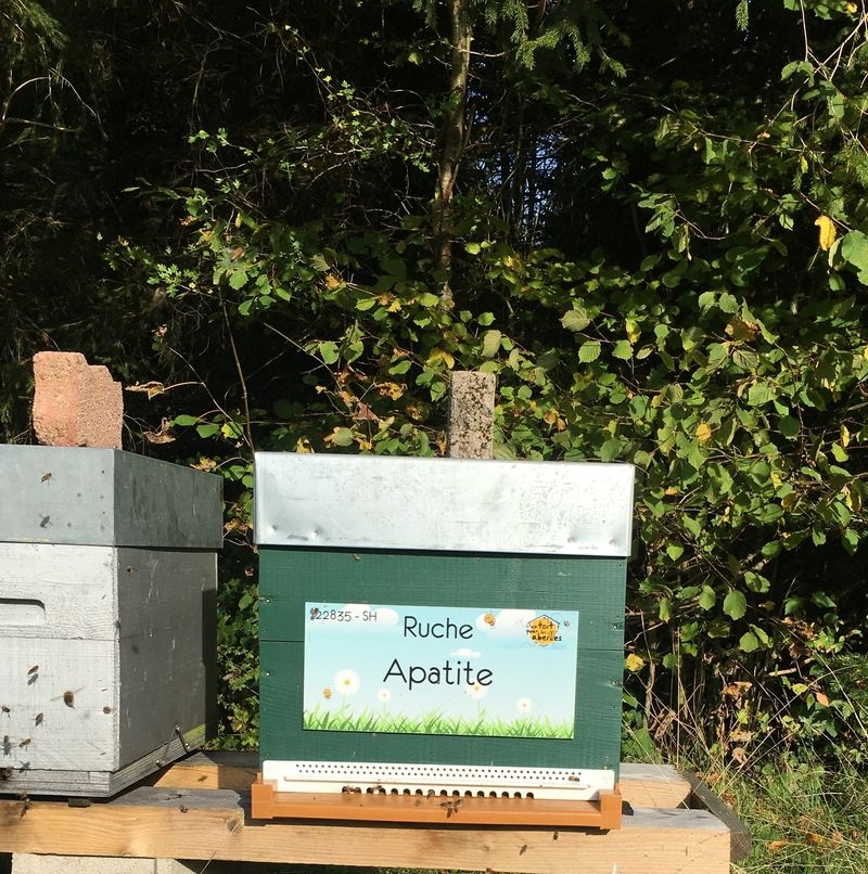 La ruche Apatite