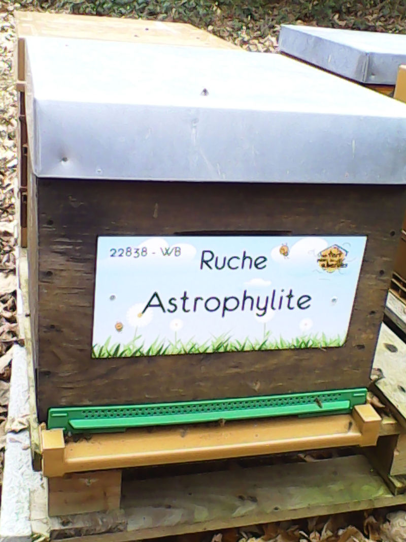 La ruche
