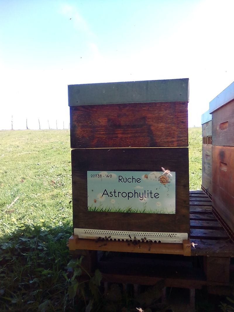 La ruche Astrophylite