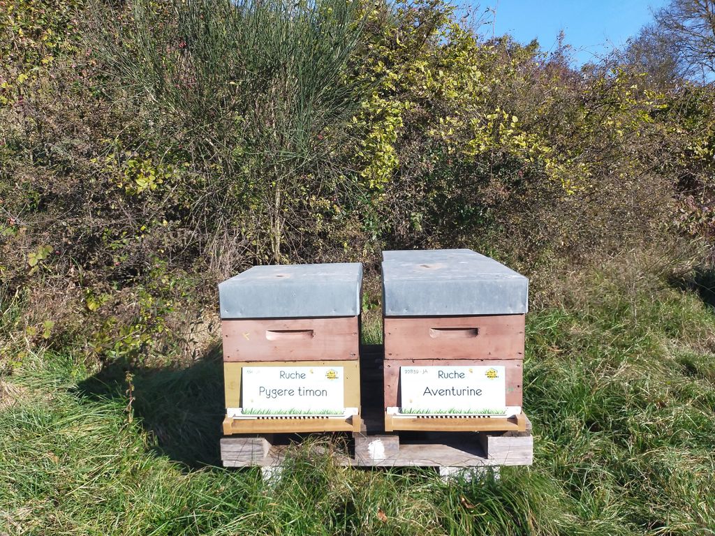 La ruche Aventurine
