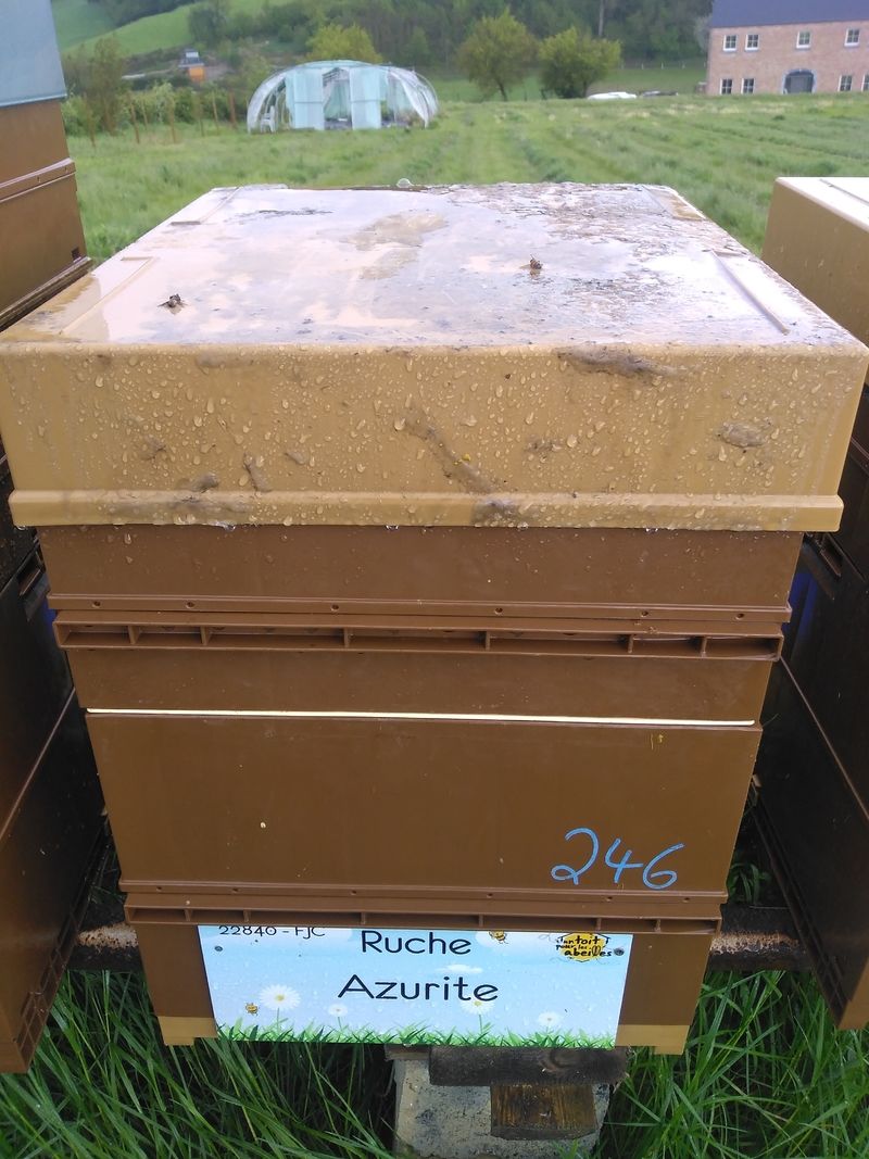 La ruche Azurite