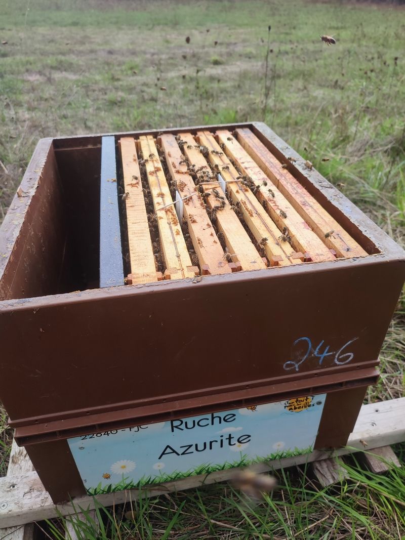 La ruche Azurite
