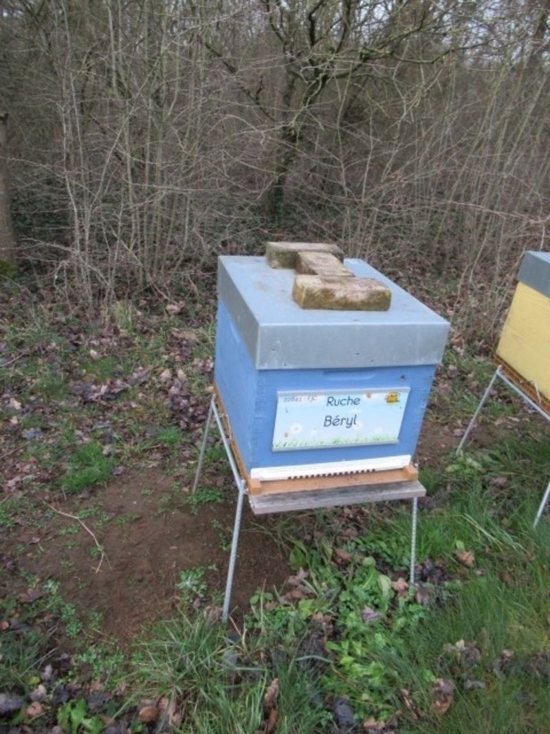La ruche Béryl