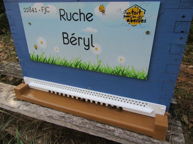 La ruche Béryl