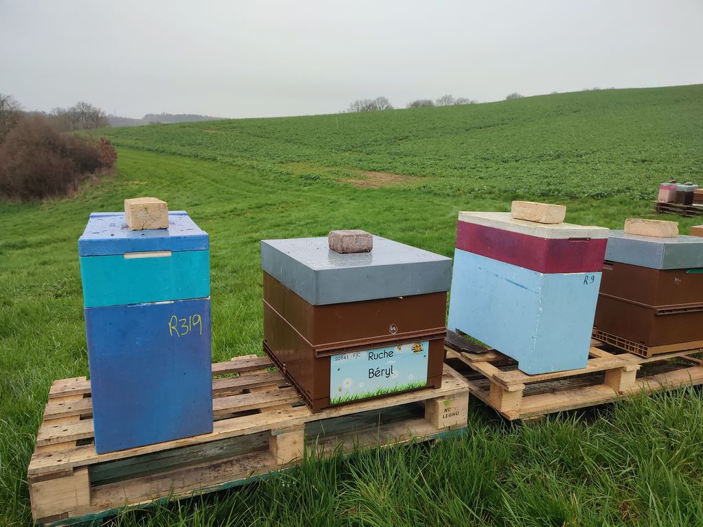 La ruche Béryl