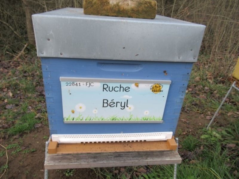 La ruche Béryl