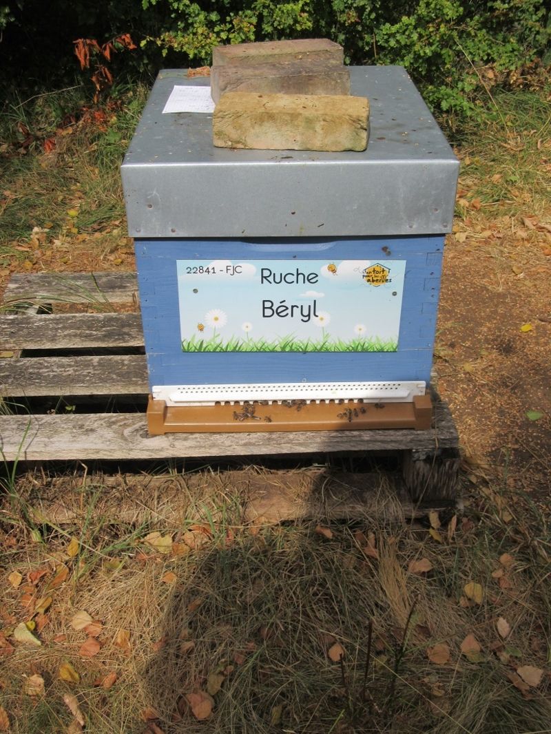 La ruche Béryl