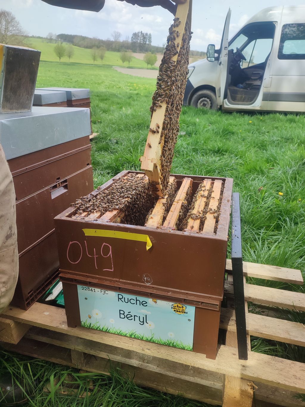La ruche Béryl