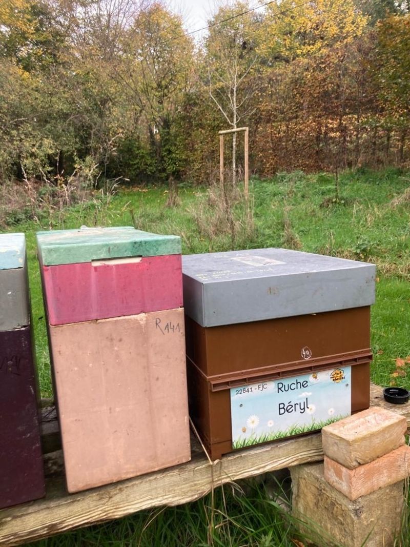 La ruche Béryl