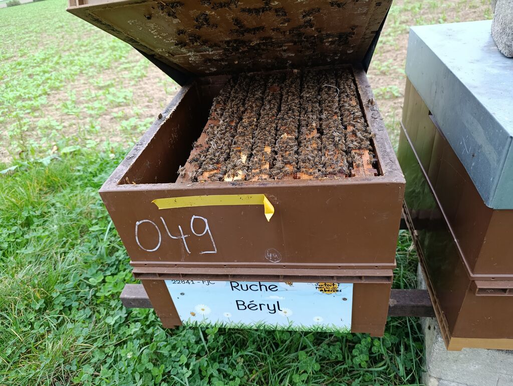 La ruche Béryl