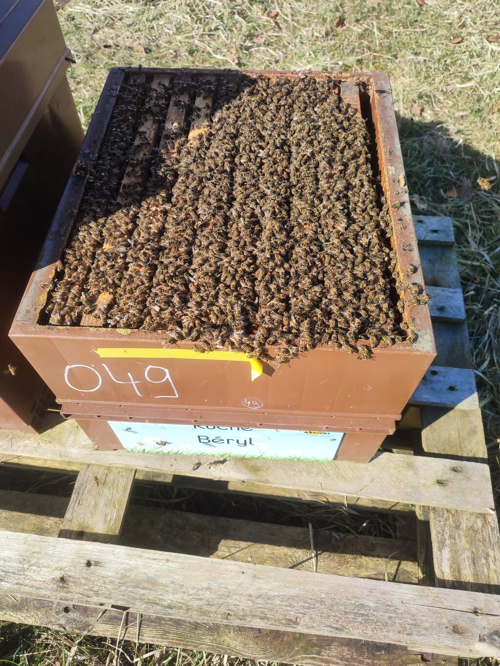 La ruche Béryl
