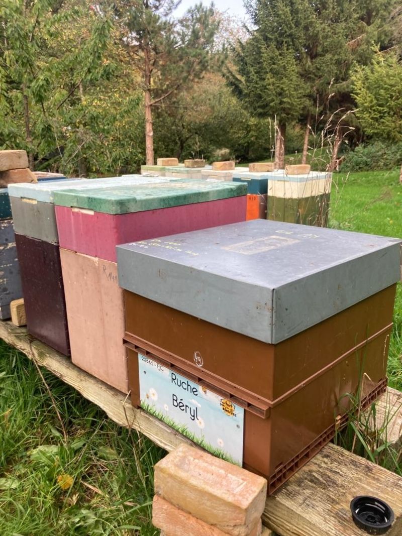 La ruche Béryl