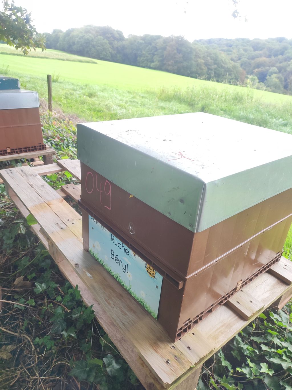 La ruche Béryl