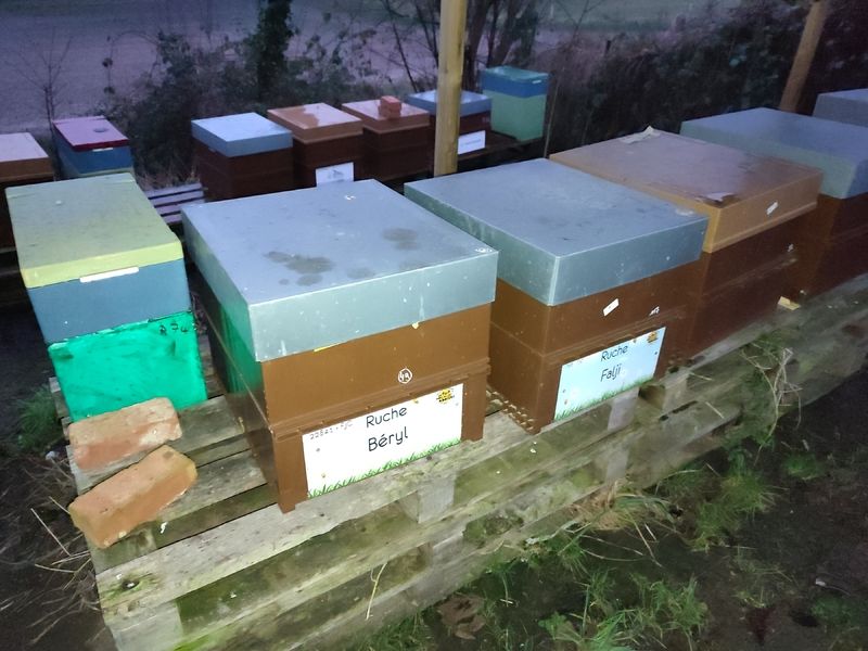 La ruche Béryl