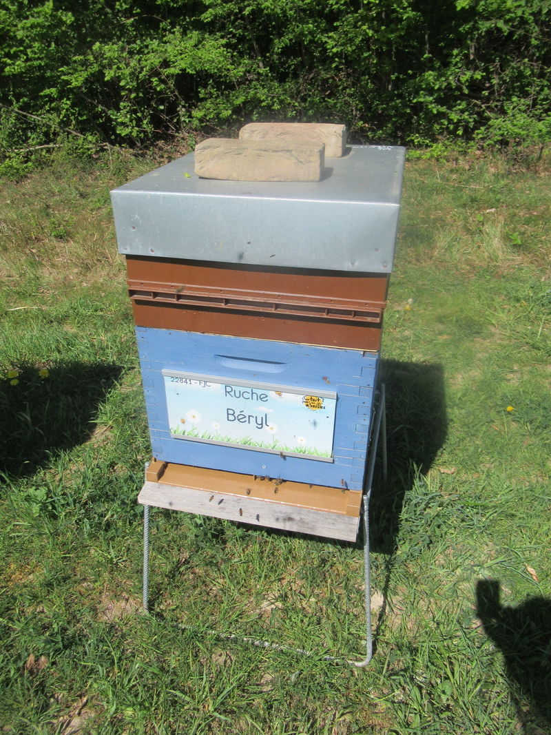 La ruche Béryl