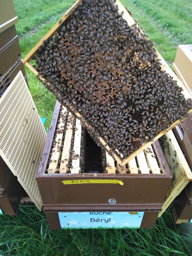 La ruche Béryl