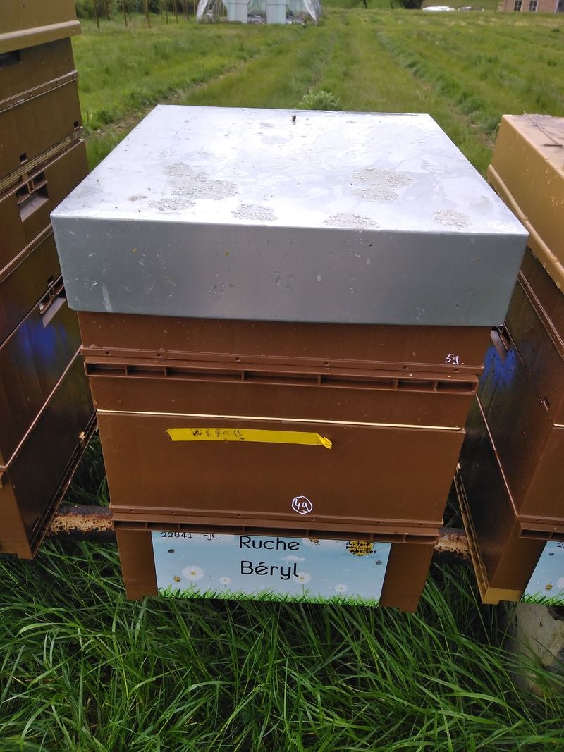 La ruche Béryl