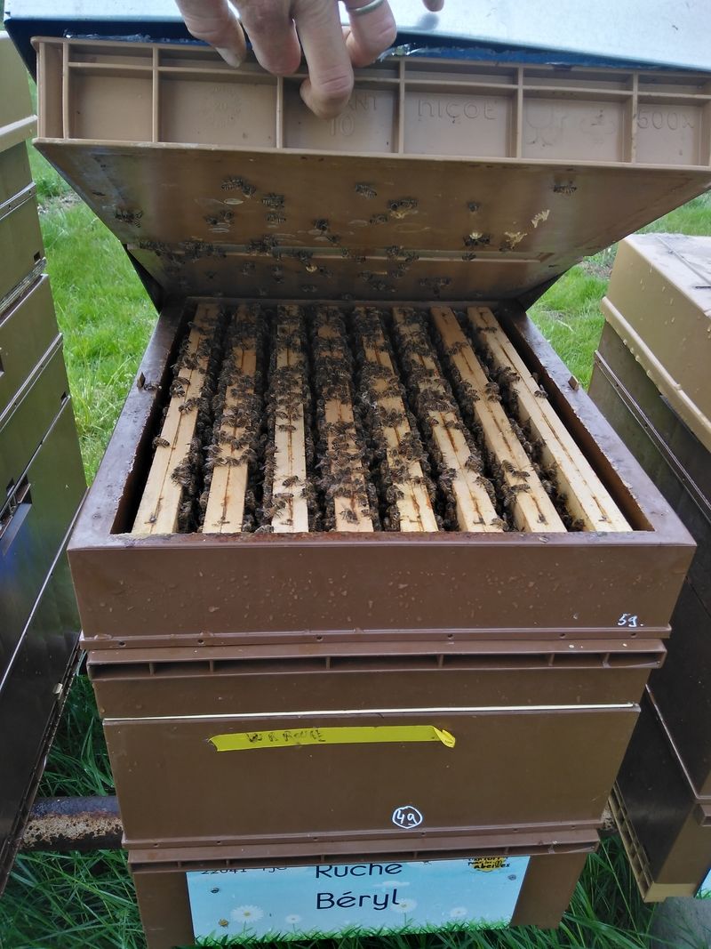 La ruche Béryl
