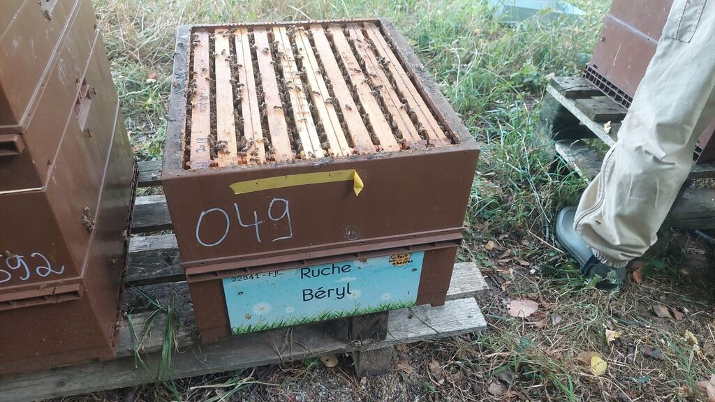 La ruche Béryl