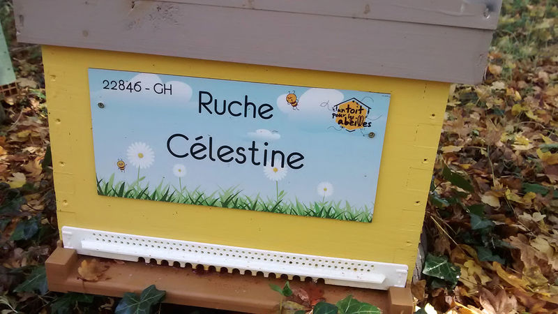 La ruche Célestine