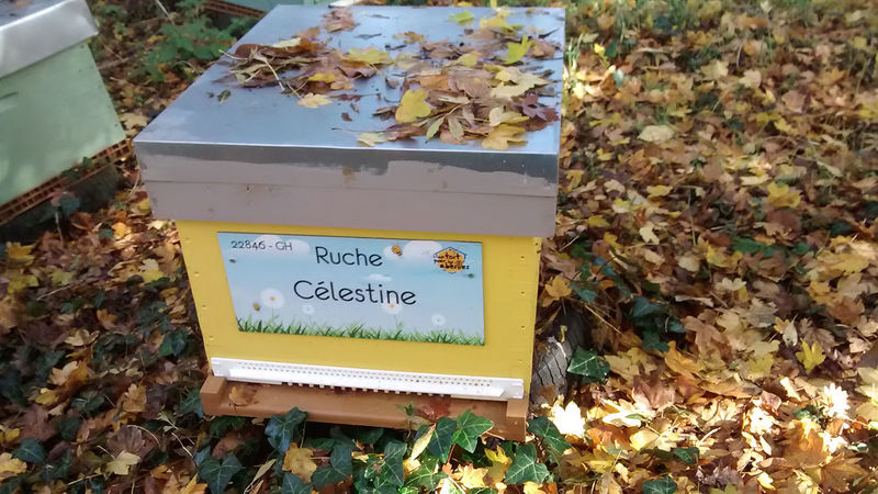 La ruche Célestine