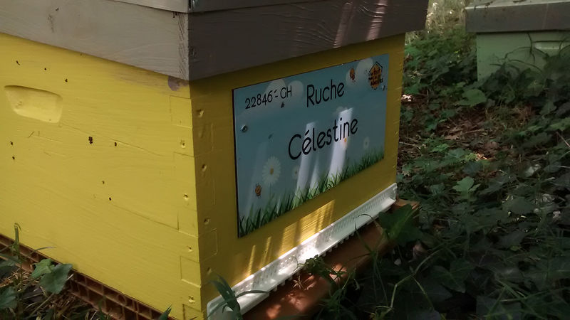 La ruche Célestine