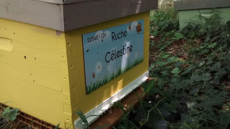 La ruche Célestine