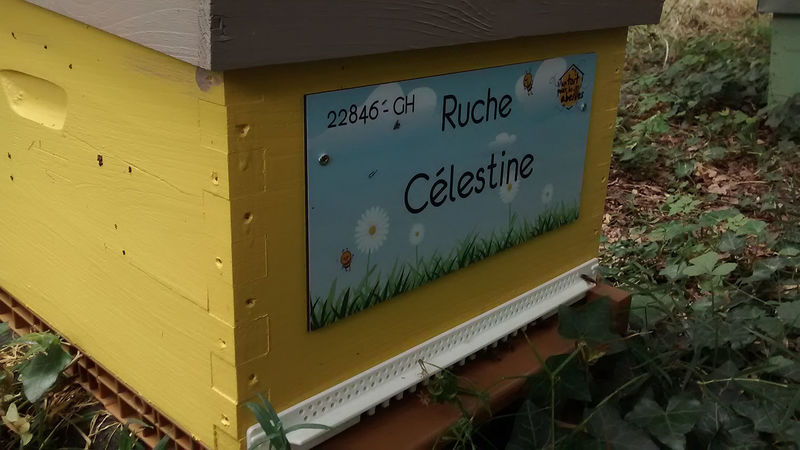 La ruche Célestine