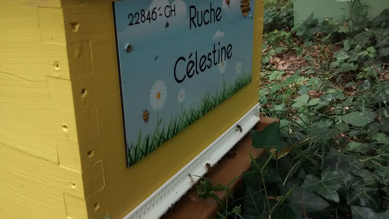 La ruche Célestine