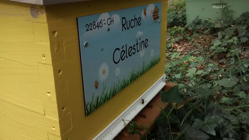 La ruche Célestine