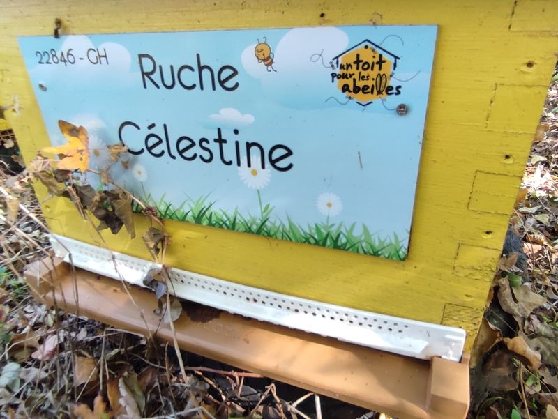 La ruche Célestine
