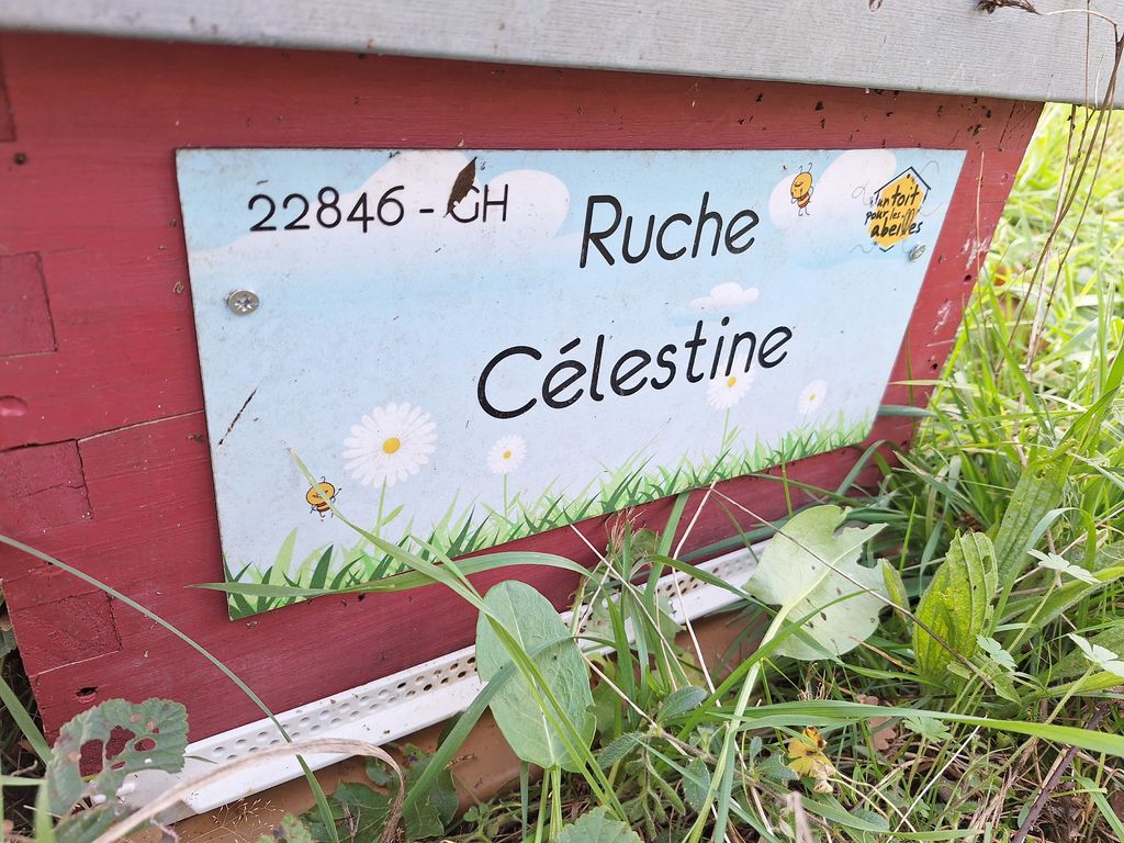 La ruche Célestine