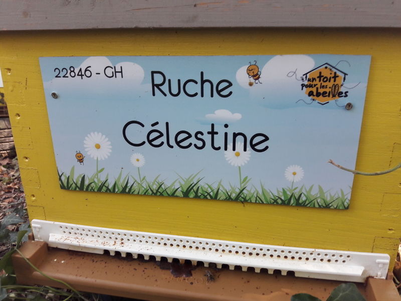 La ruche Célestine