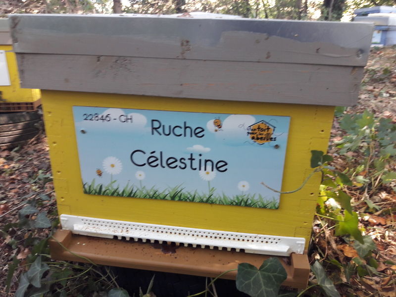 La ruche Célestine