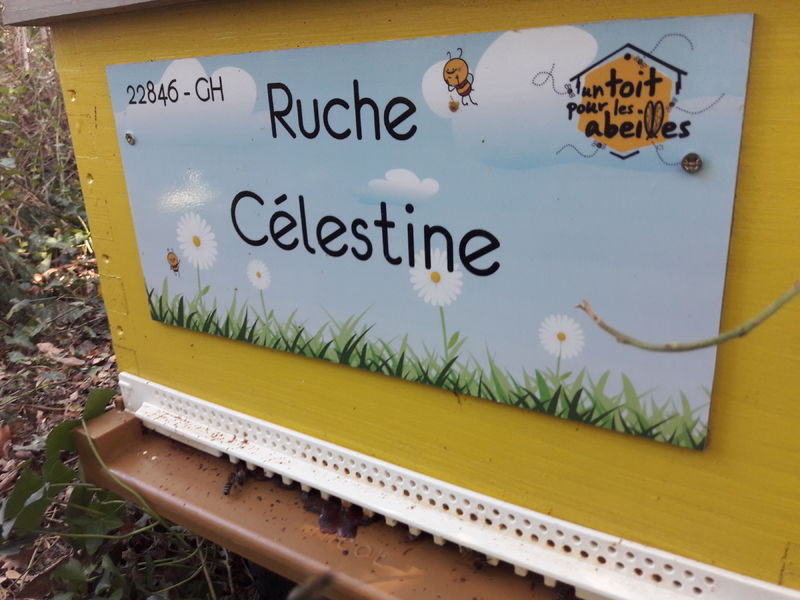La ruche Célestine