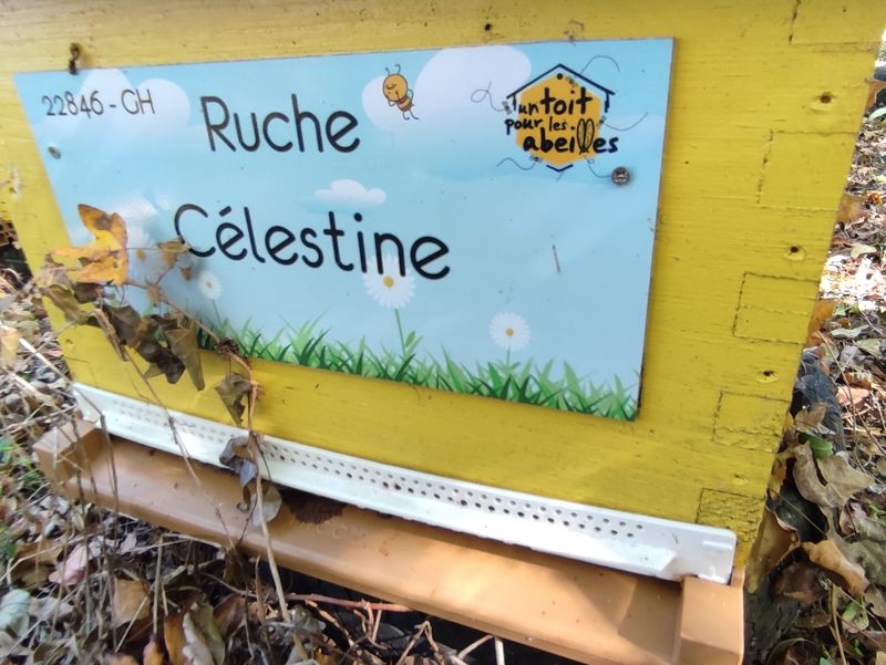 La ruche Célestine
