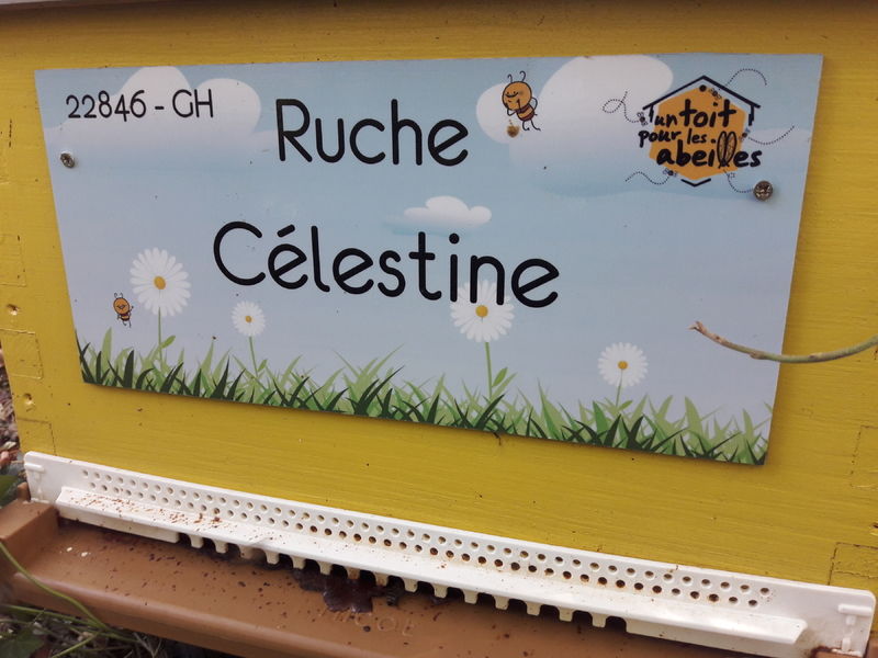 La ruche Célestine