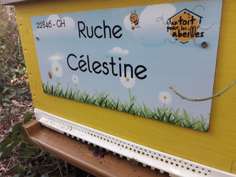 La ruche Célestine