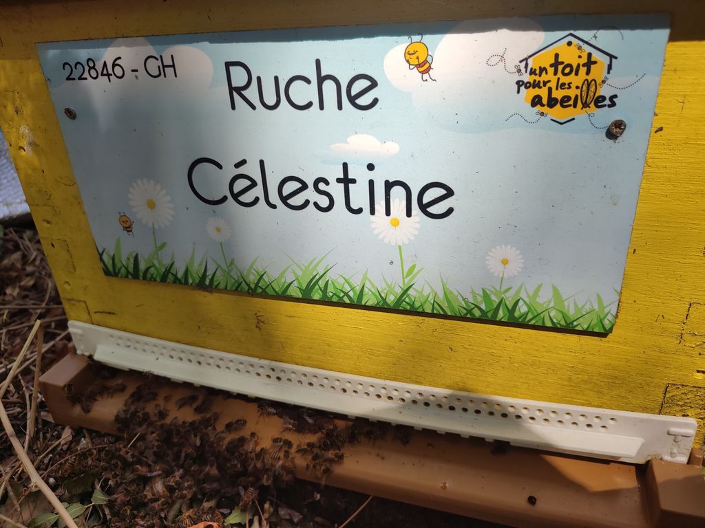 La ruche Célestine