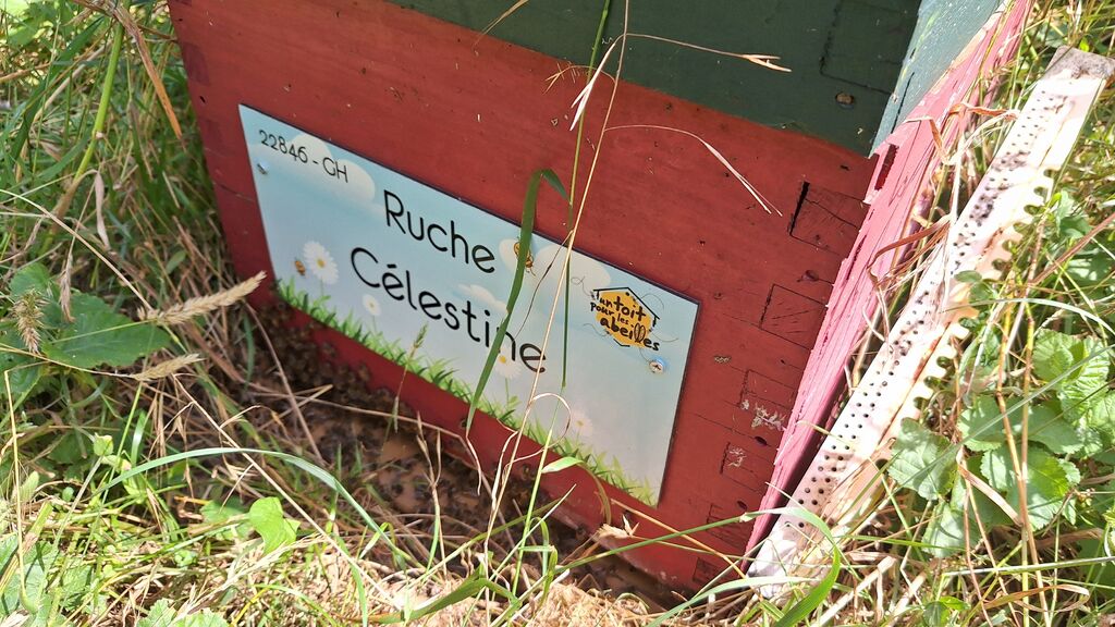 La ruche Célestine