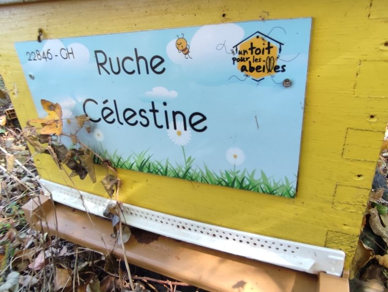 La ruche Célestine