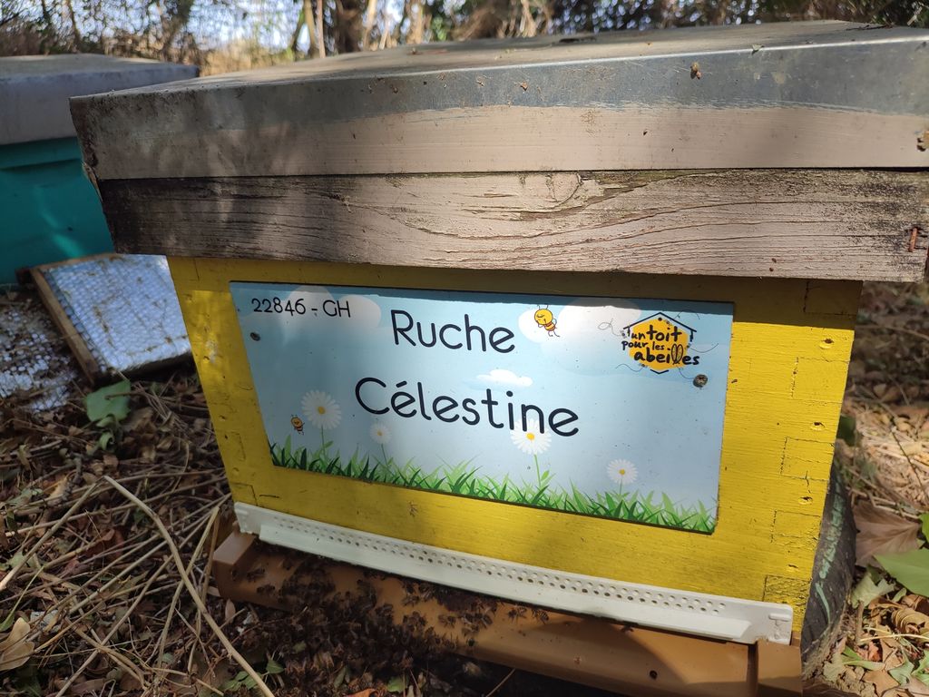 La ruche Célestine