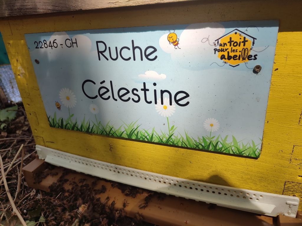 La ruche Célestine