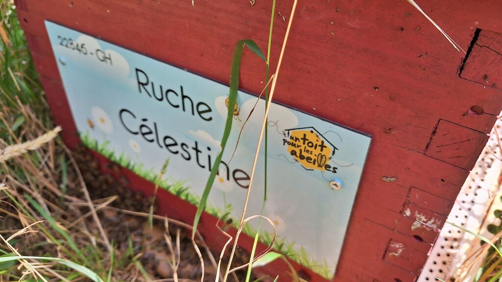 La ruche Célestine