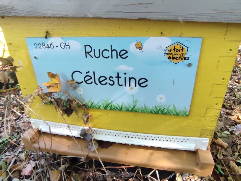 La ruche Célestine