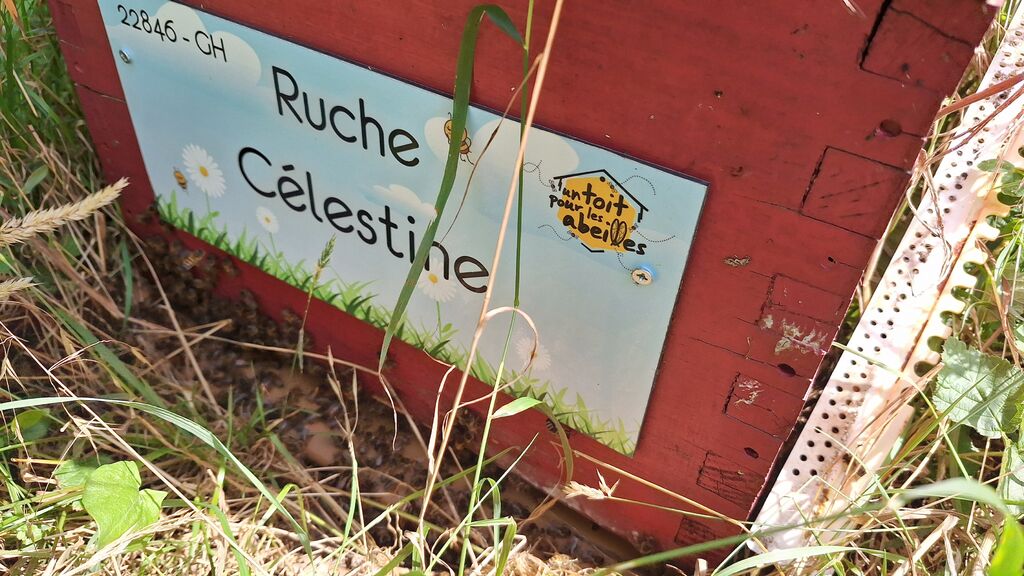 La ruche Célestine