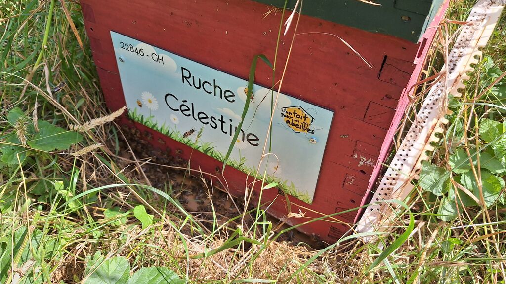 La ruche Célestine